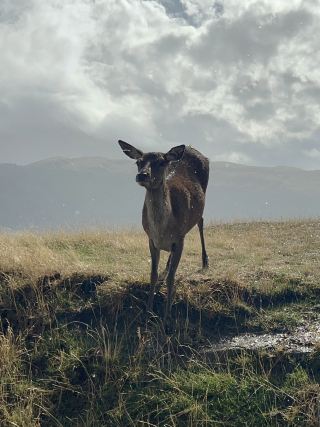 Deer Park｜遇見夢幻鹿群與山彩虹🦌🌈