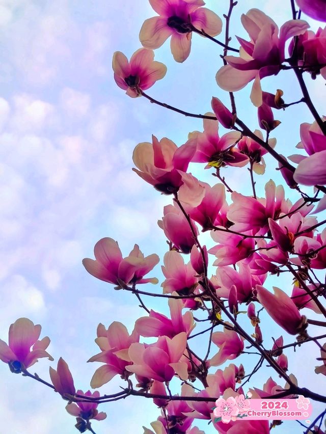 Magnolias: A Reminder of Home