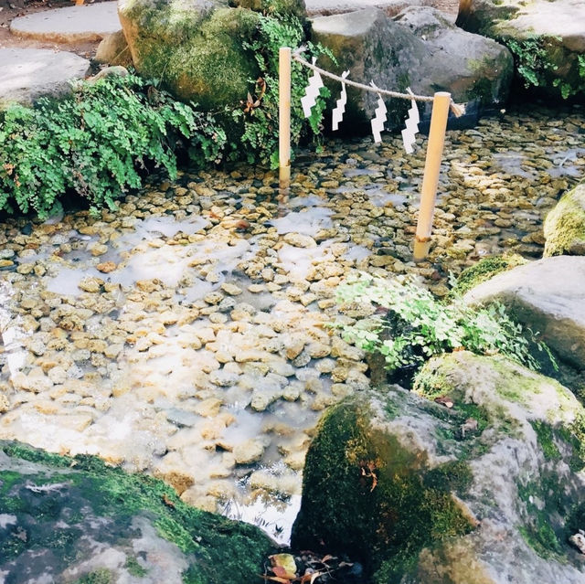 【埼玉県🇯🇵川越氷川神社】縁結びの神様⛩️可愛い鯛みくじで映えスポット