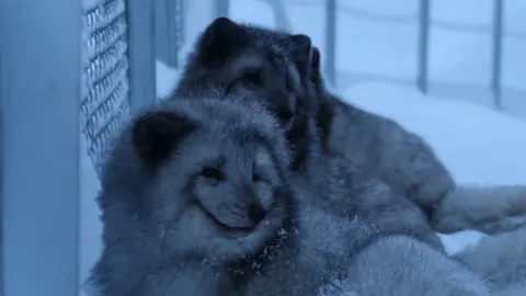 Where are the arctic animals!? — traveler post in Bardu