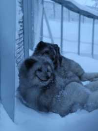 Where are the arctic animals!?