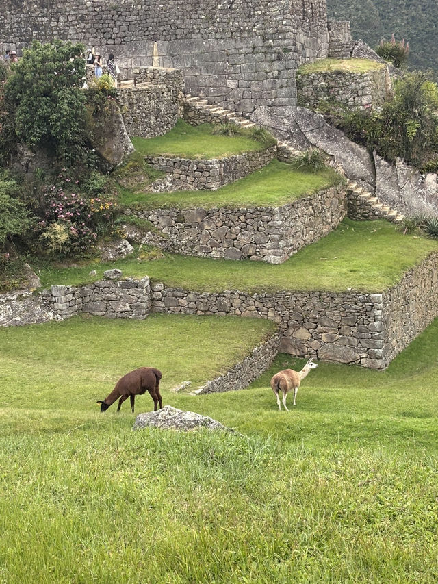Machu Picchu 🇵🇪