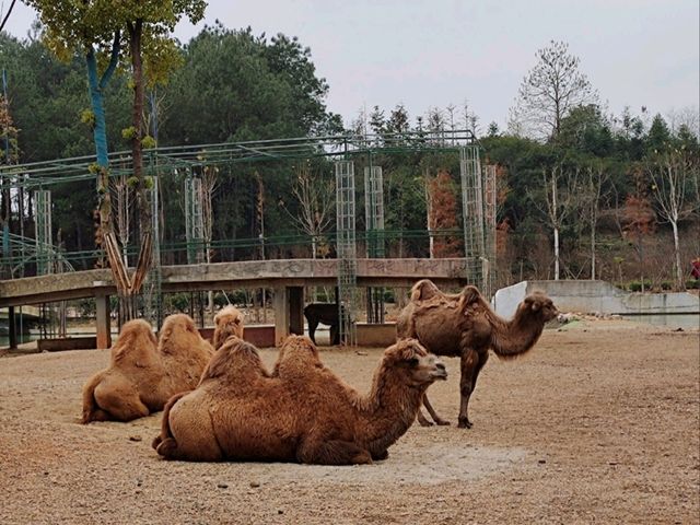 野生動物互動樂園親子首選🦒 野生動物互動樂園親子首選🦒