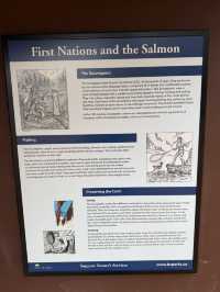 ชมวิถีชีวิตปลาแซลมอนว่านทวนน้ำ 