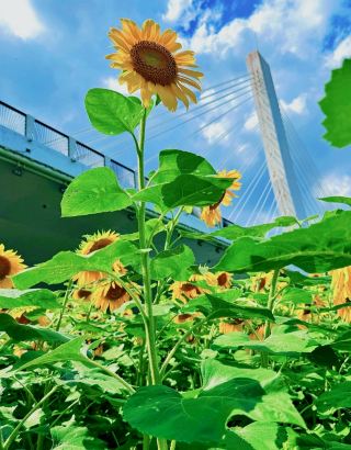 After enduring a fast-paced environment for so long, my mind had grown restless and impatient—always eager for quick results and unable to find peace. So, I set off on a slow-paced getaway to just eat and drink.
