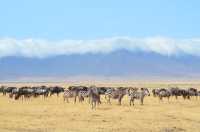2 days Tanzania safari packages.