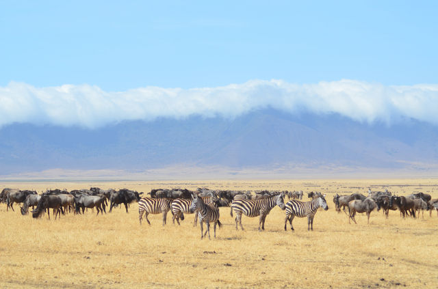 2 days Tanzania safari packages.