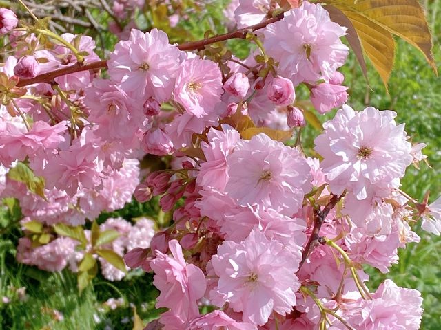 🇬🇧영국 런던 리젠트 공원, 런던의 봄을 만끽하다 🌸