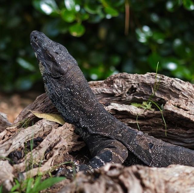 Phillip Island Wildlife Park 🇦🇺