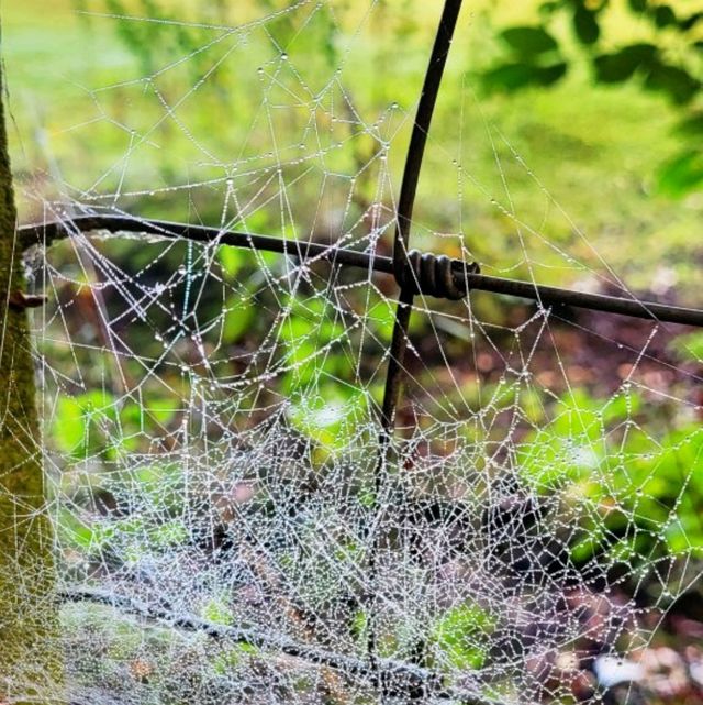獲獎的Blackleach Country Park