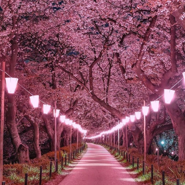 Sakura Spectacle: Tokyo's Blossom Ballet!🌸