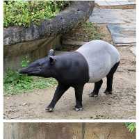 《臺北市立動物園》🐼熊貓熱🐼園區極大一天都行不完🦁