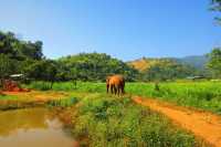 Captivating Chiang Mai