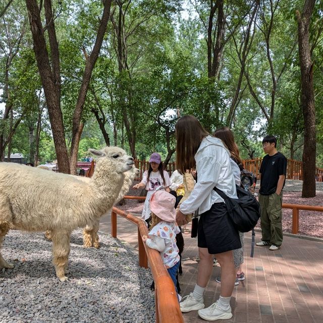 Beijing Wildlife Park from Daxing airport
