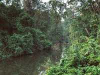 Into the Jungle: Discovering Khao Yai National Park, Thailand.