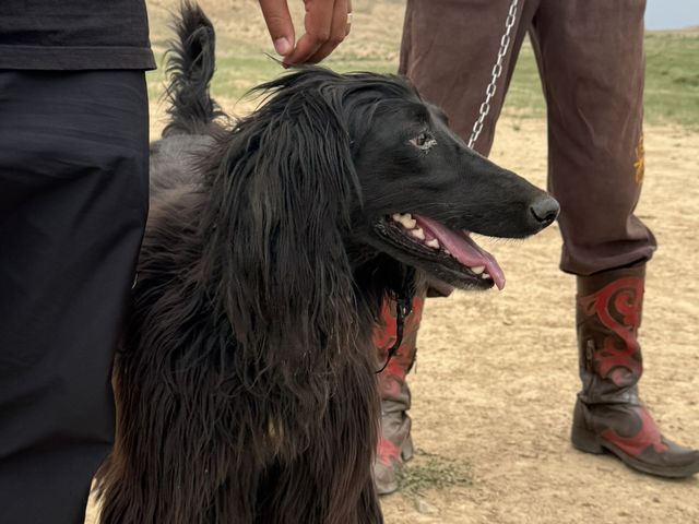 Wild Encounters: A Kyrgyzstan Summer Adventure