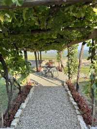 My wine tasting experience in Tuscany’s vineyard Castello Di Cacciano