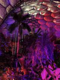 A magical introduction to a world of Christmas lights 🎄✨