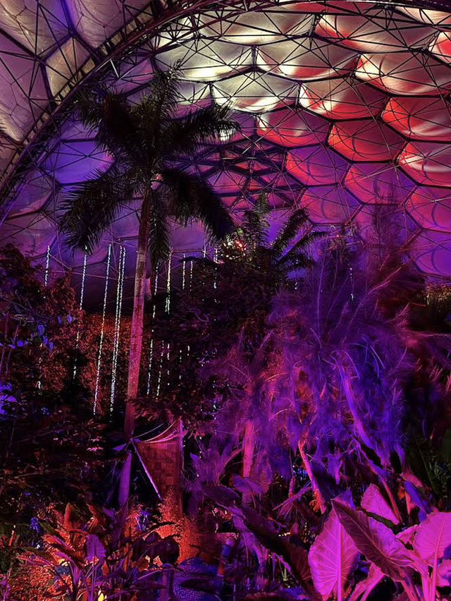 A magical introduction to a world of Christmas lights 🎄✨