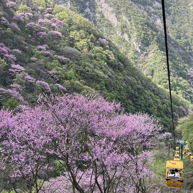 Taiping National Forest Park 