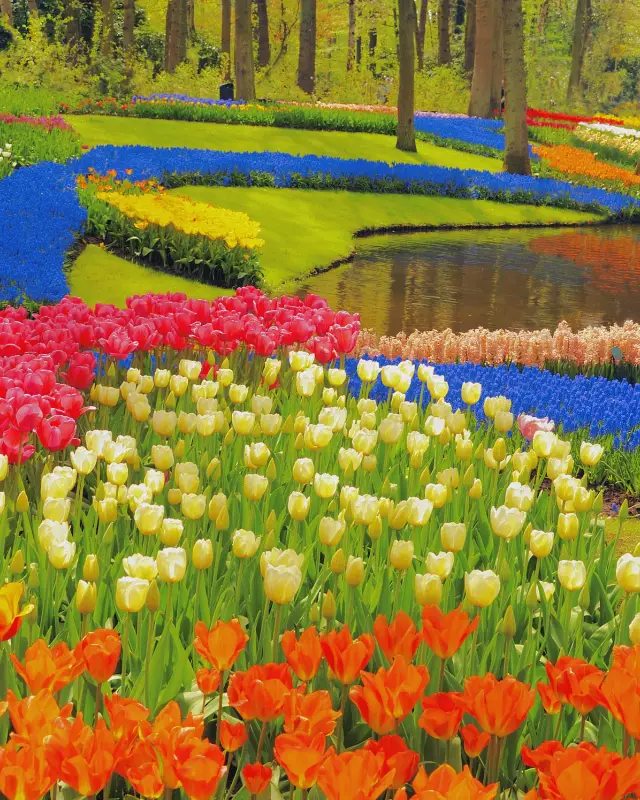 Life always needs a spring reserved for the Netherlands, to see the tulip fields.