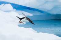 Longing for the pure and flawless love in the ice and snow of Antarctica.