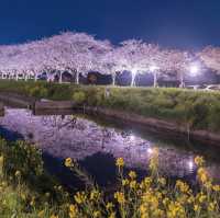 The present and future of Japanese cherry blossoms