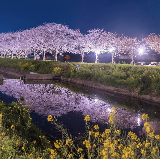 The present and future of Japanese cherry blossoms