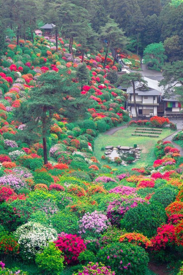 The flowers in Ome City, Tokyo have bloomed. Are you not moved?