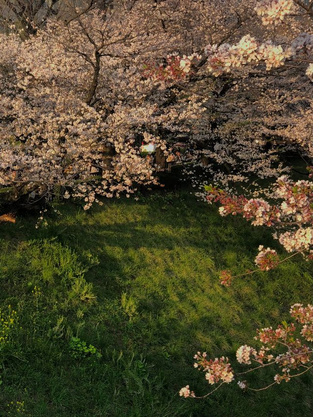 Do you love cherry blossoms like this?