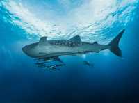 🐠 "Phuket Diving: Unveiling the Wonders of the Underwater World!" 🤿