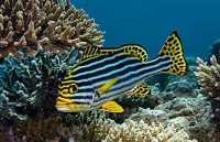 科莫多島旅遊必看攻略!!