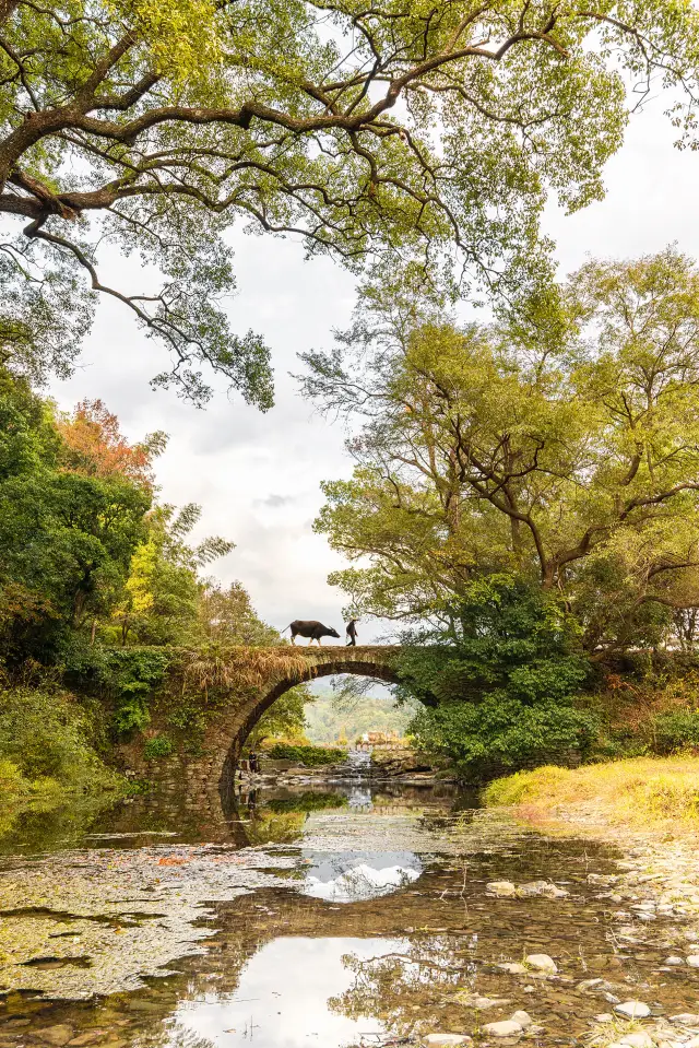 Jiangxi Wuyuan | I found the paradise in the primary school textbook!