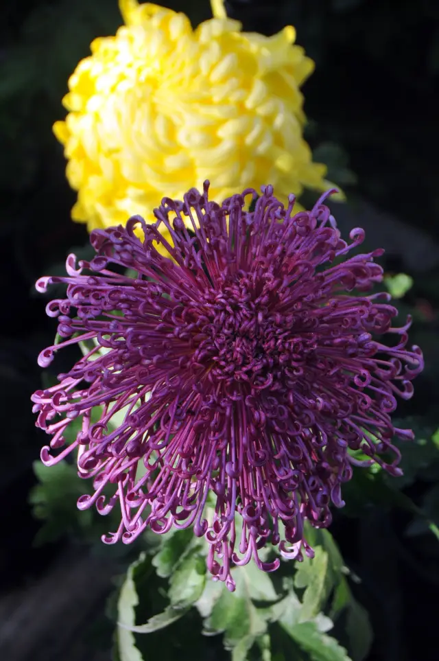 Chrysanthemum Viewing at the Botanical Garden (2)