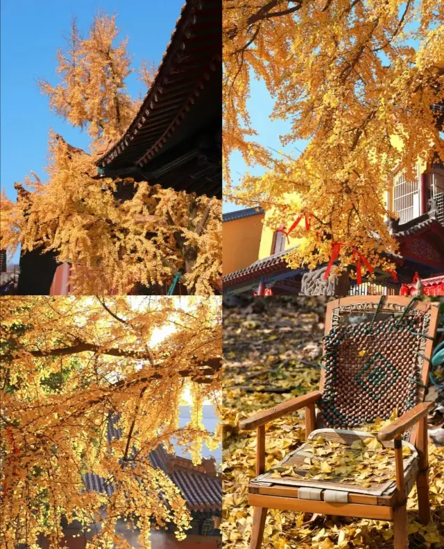 The upcoming months in Wuhan! It can be described as the romantic ceiling of autumn