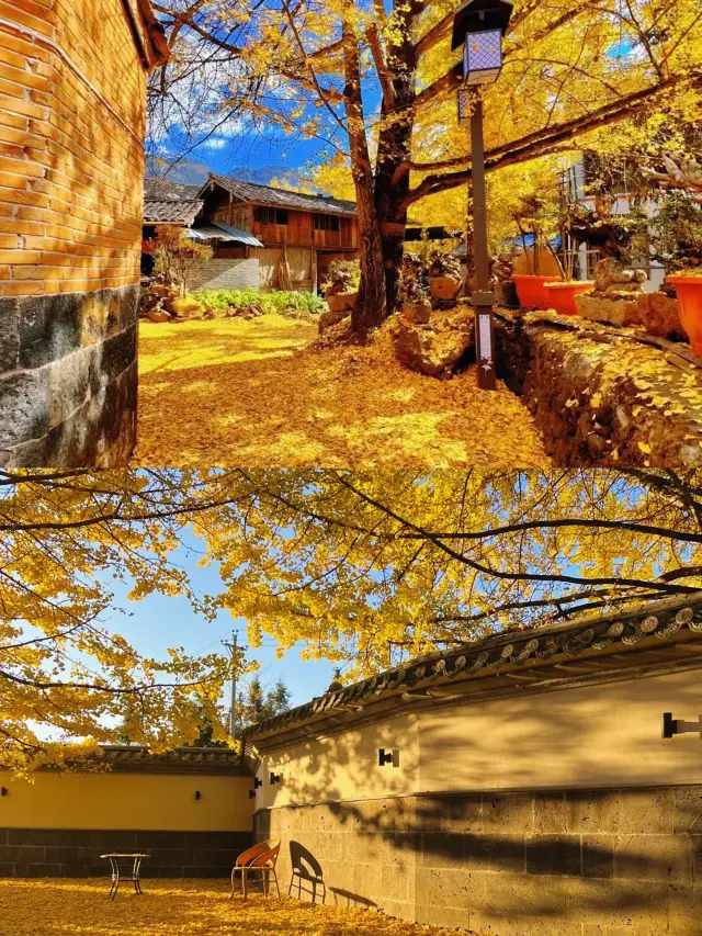 秋の腾衝の古い銀杏の村は本当に素晴らしいです！