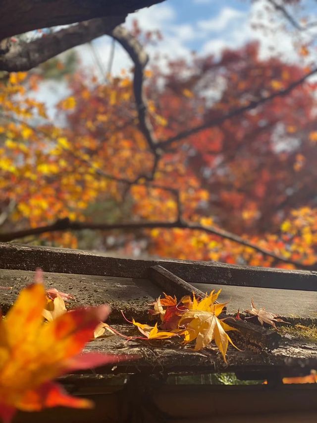 岚山寶嚴院紅葉是炸裂般存在