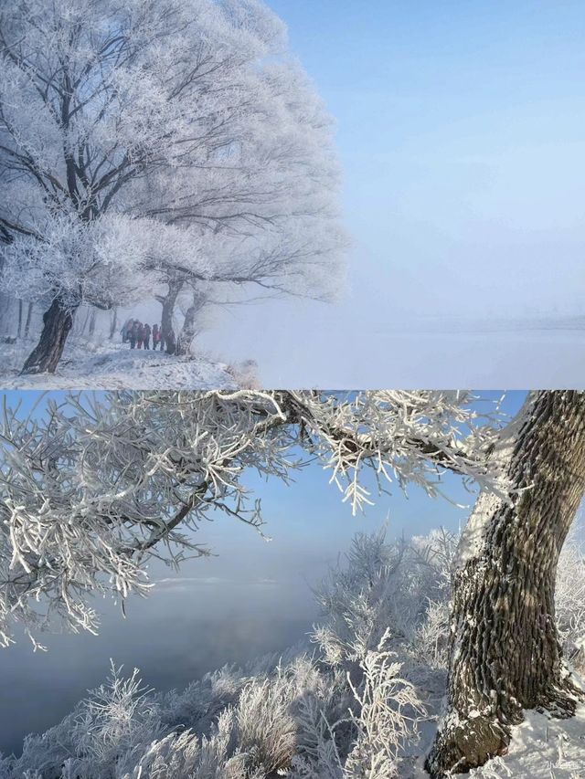 吉林霧凇 晨起觀景赴一場冰雪之約