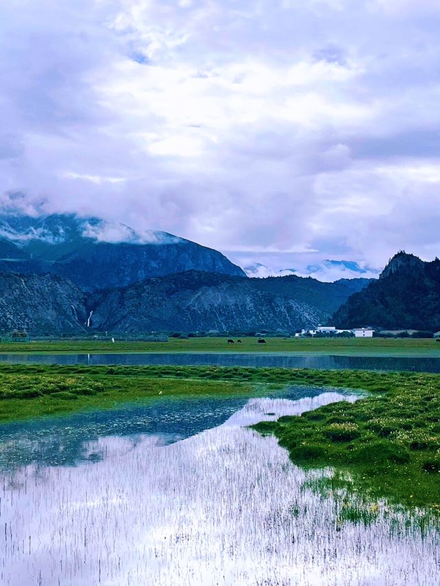 湖邊好景，坐忘雪山：然烏湖畔牧場晨景