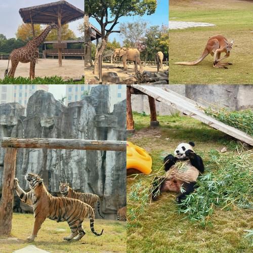 1995年，修建了上海野生動物園表演部動物競技場，它是上海野生動物園最早的一座動物表演專用場館