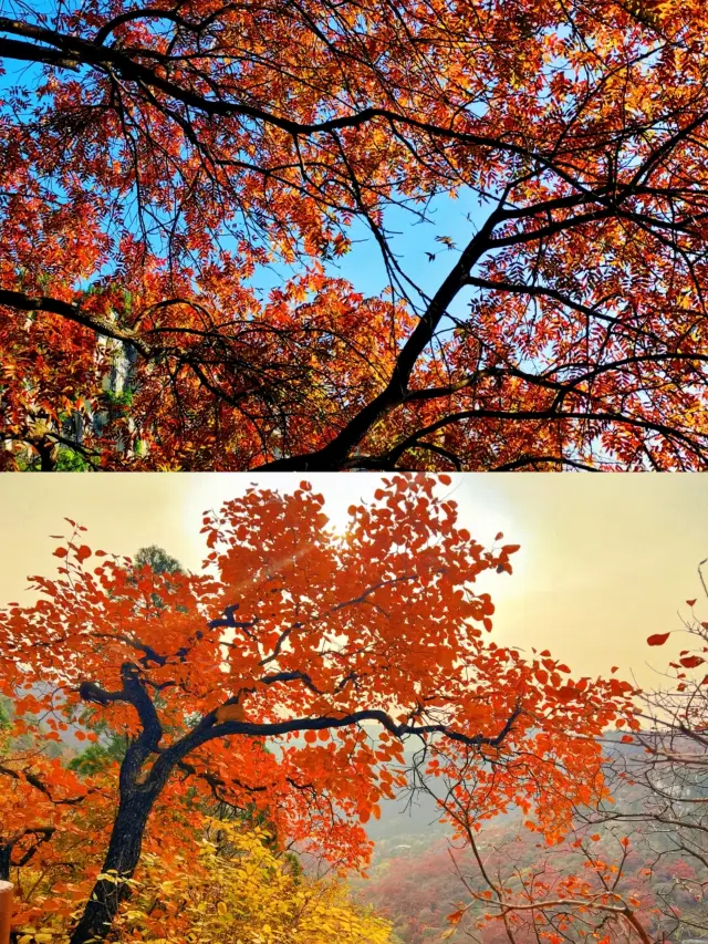 Global Autumn Chasing | Check-in Shandong Shimenfang Experience Sharing