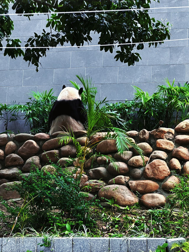 石排灣郊野公園｜在澳門竟然看到了熊貓