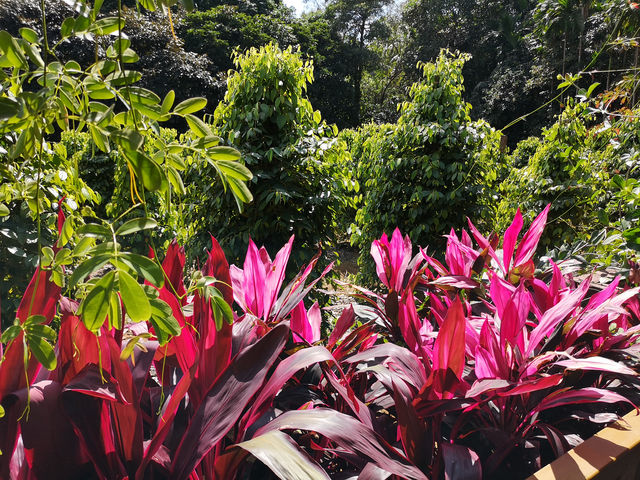 記得到萬寧興隆熱帶植物園來玩哈！