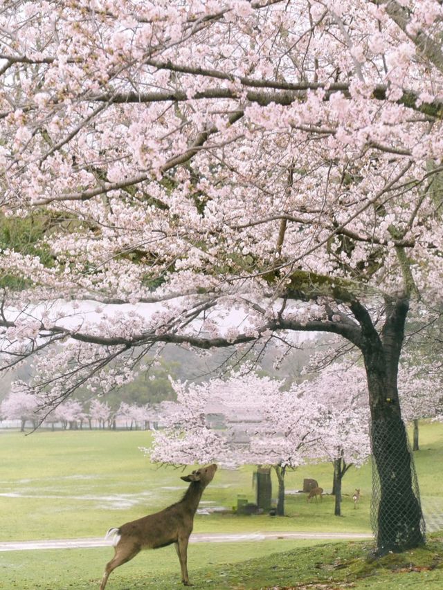 日本櫻花，京都大阪奈良賞櫻