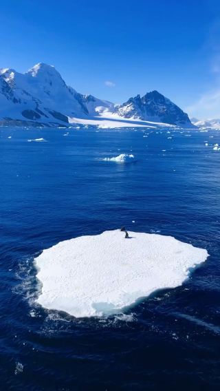 Dive into the Heartwarming Encounter of Two Adorable Baby Seals on an Ice Sheet in the Majestic Arctic!