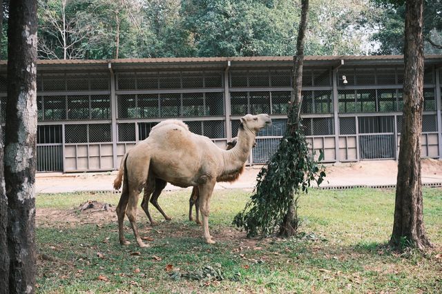 在動物園散步才是正經事｜safari攻略｜