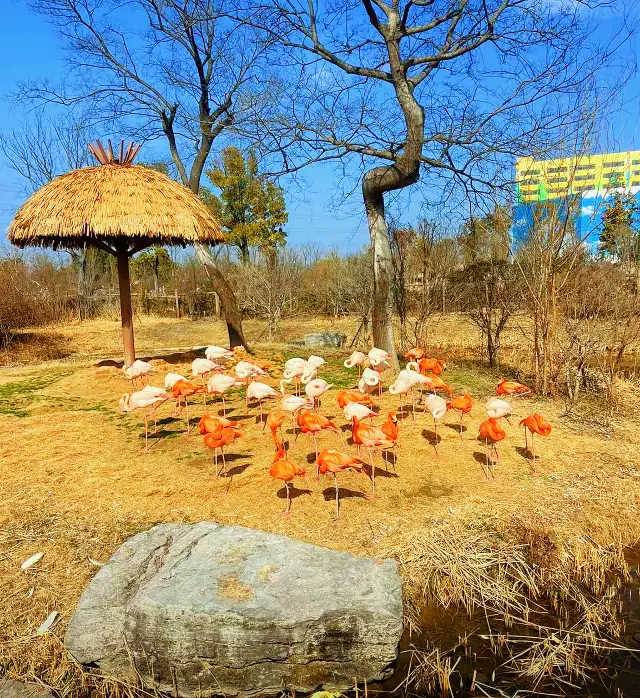 春節に動物園を散策しましょう