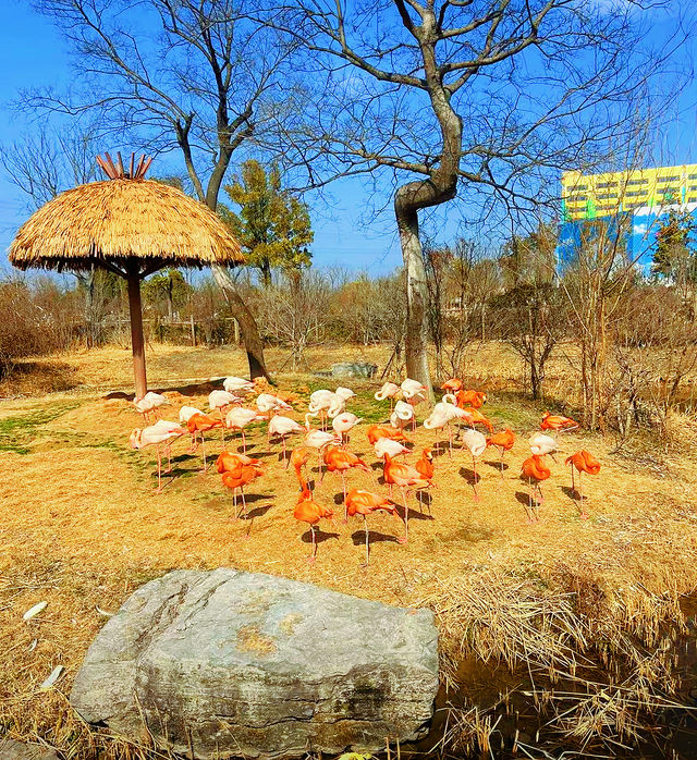 春節去動物園逛一圈