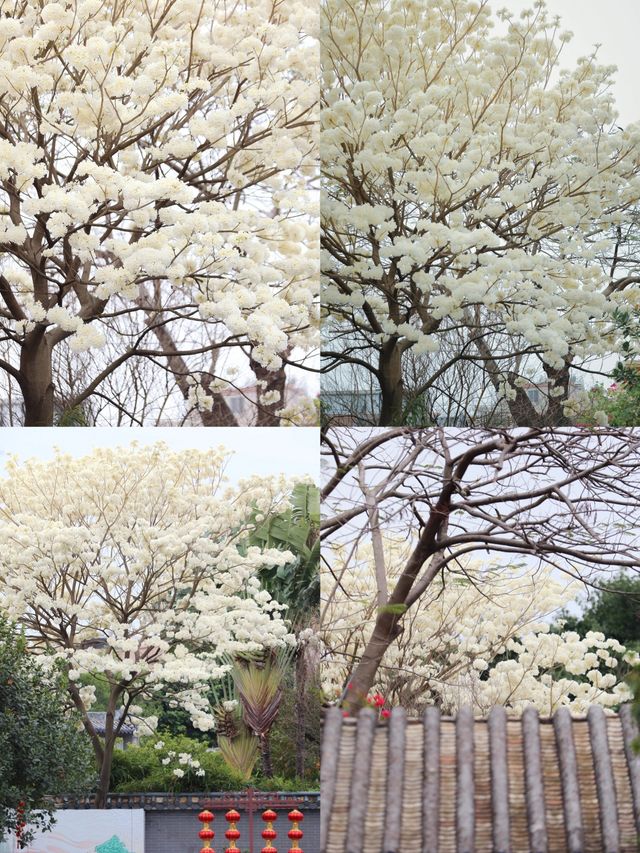 廣州罕見的白花風鈴木，要去的要抓緊衝