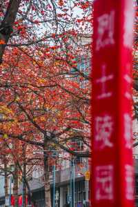 花城春早，最是一抹木棉紅